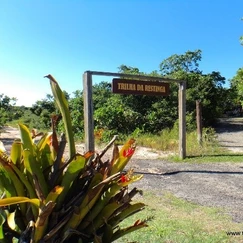 Detalhe da água escura e taninica da Lagoa de Carais em Guarapari